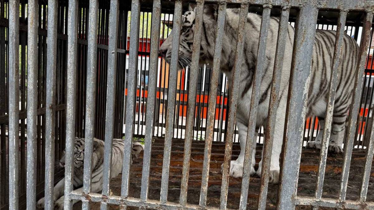    Фото: Telegram / СК России по ДНР