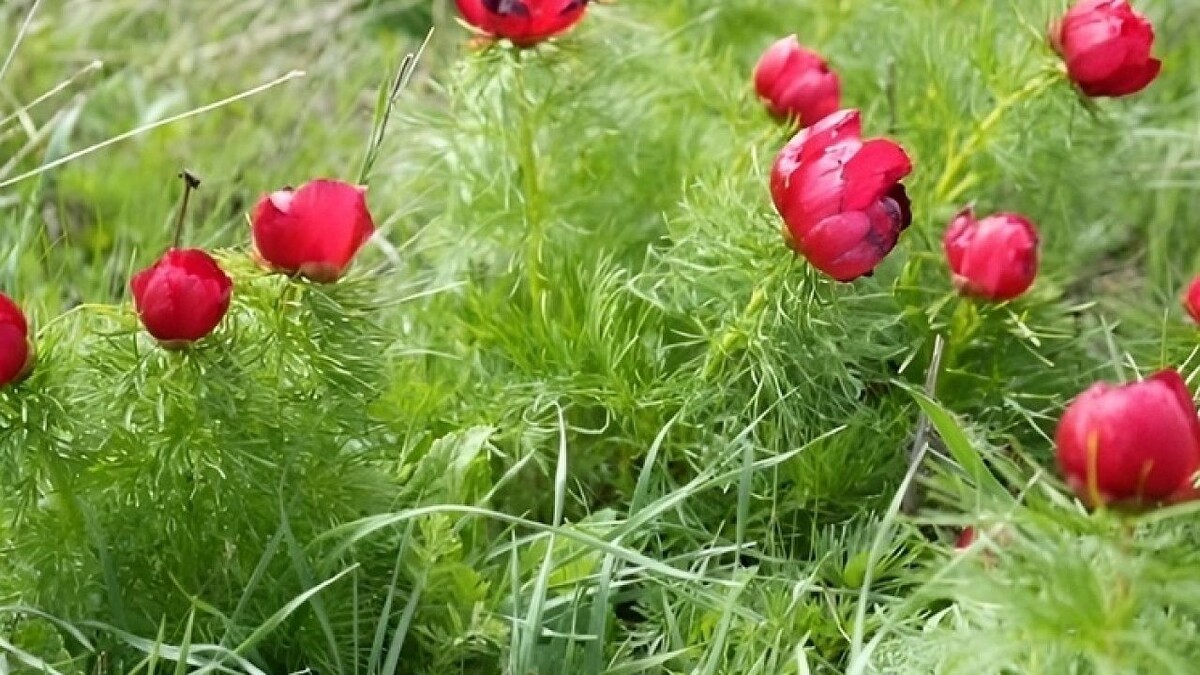    Фото: телеграм-канал «Краснодарское региональное отделение Русского географического общества»
