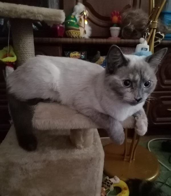 Красавица АлёМушка. Фото автора 