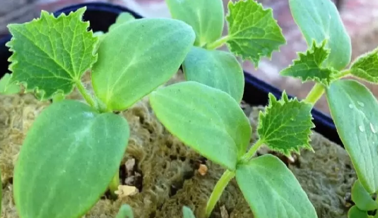 рассада огурцов в минеральной вате