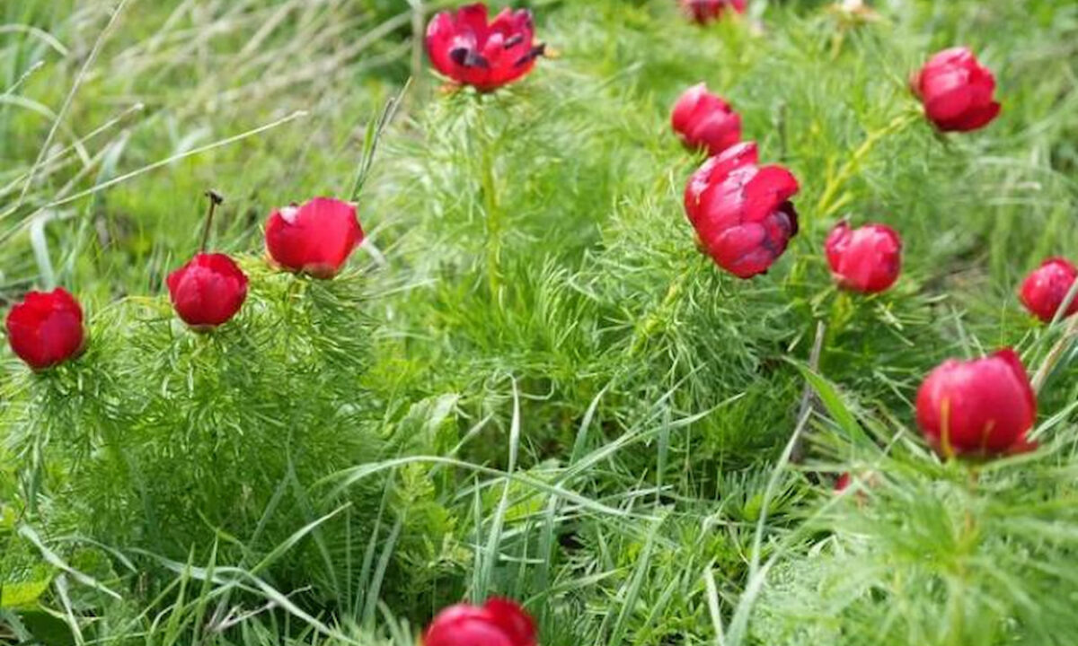    Фото t.me/rgo_krasnodar