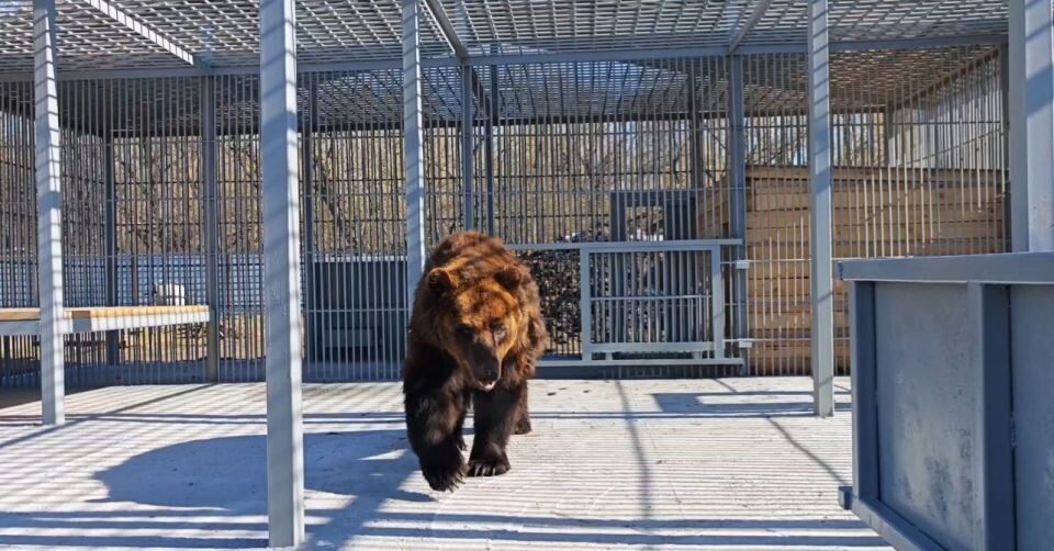    Медведь Михаил. Источник: Барнаульский зоопарк "Лесная сказка"