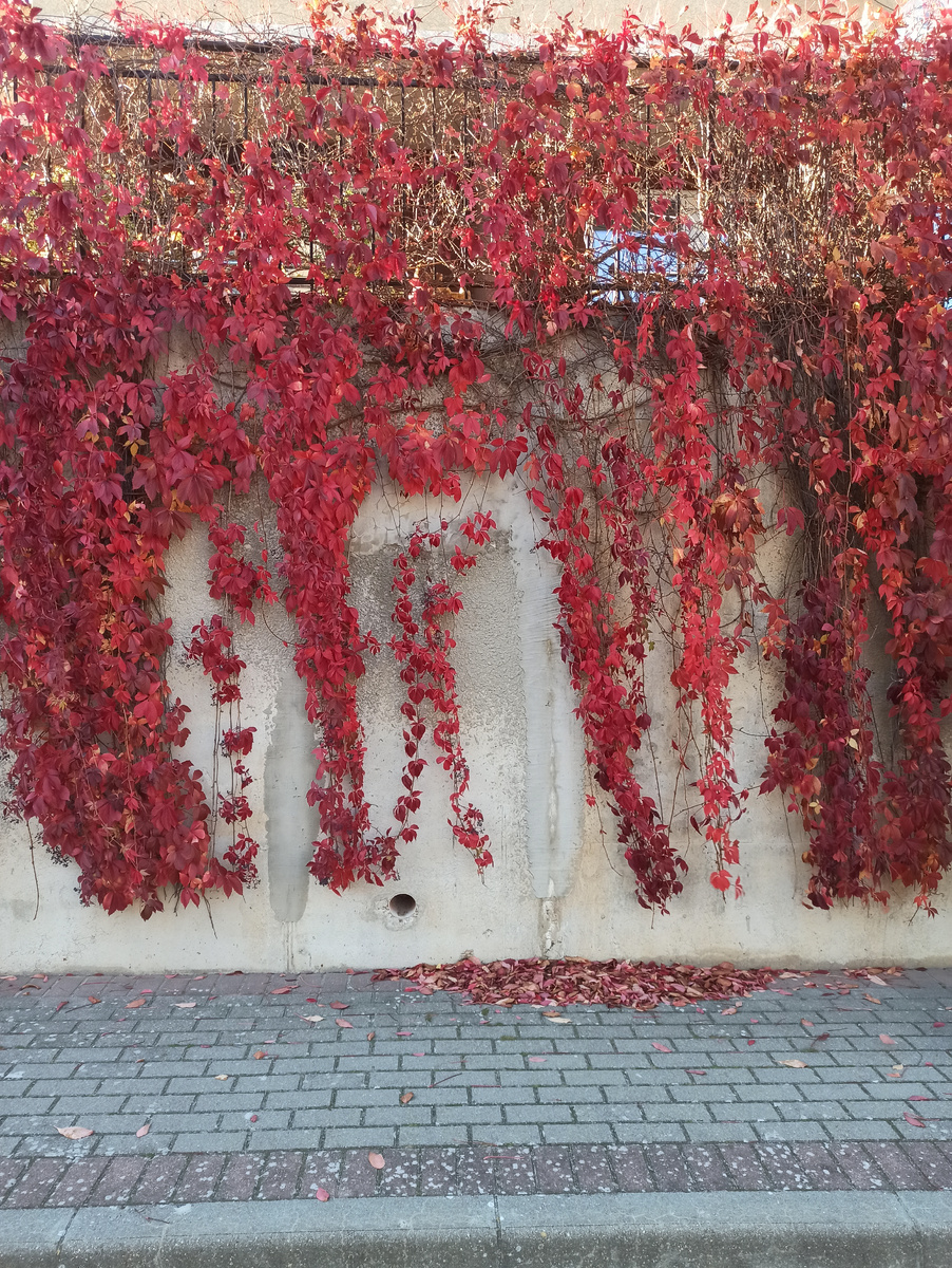 девичий виноград, октябрь, фото автора