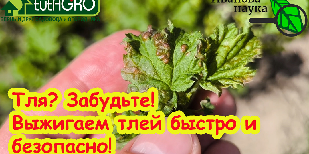 Красные «бугры» исчезли полностью: обработал кусты и деревья копеечным составом, теперь не нарадуюсь - тля сгорела моментально и надолго.