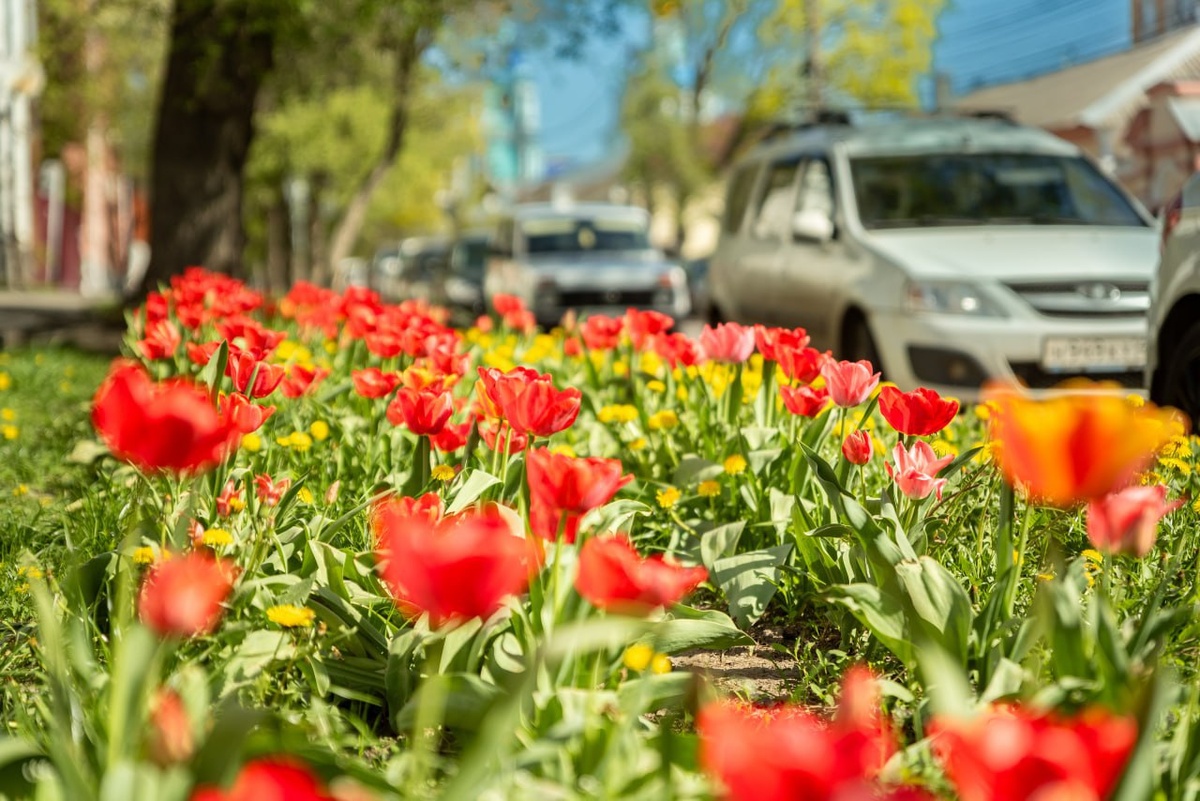    Улицы Курска украшают тюльпаны