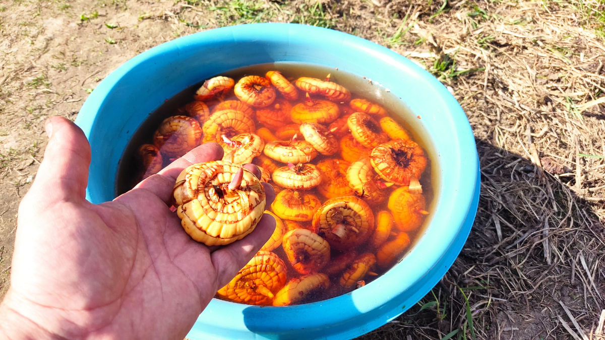 Размер луковиц бывает разный. В моем случае бывают луковицы гиганты в диаметре до 15 см. Я их называю "поросятами"
