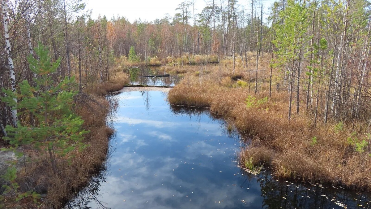 Леса Кондинского района