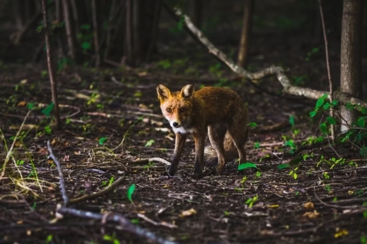    Новый очаг бешенства обнаружили в воронежской деревне