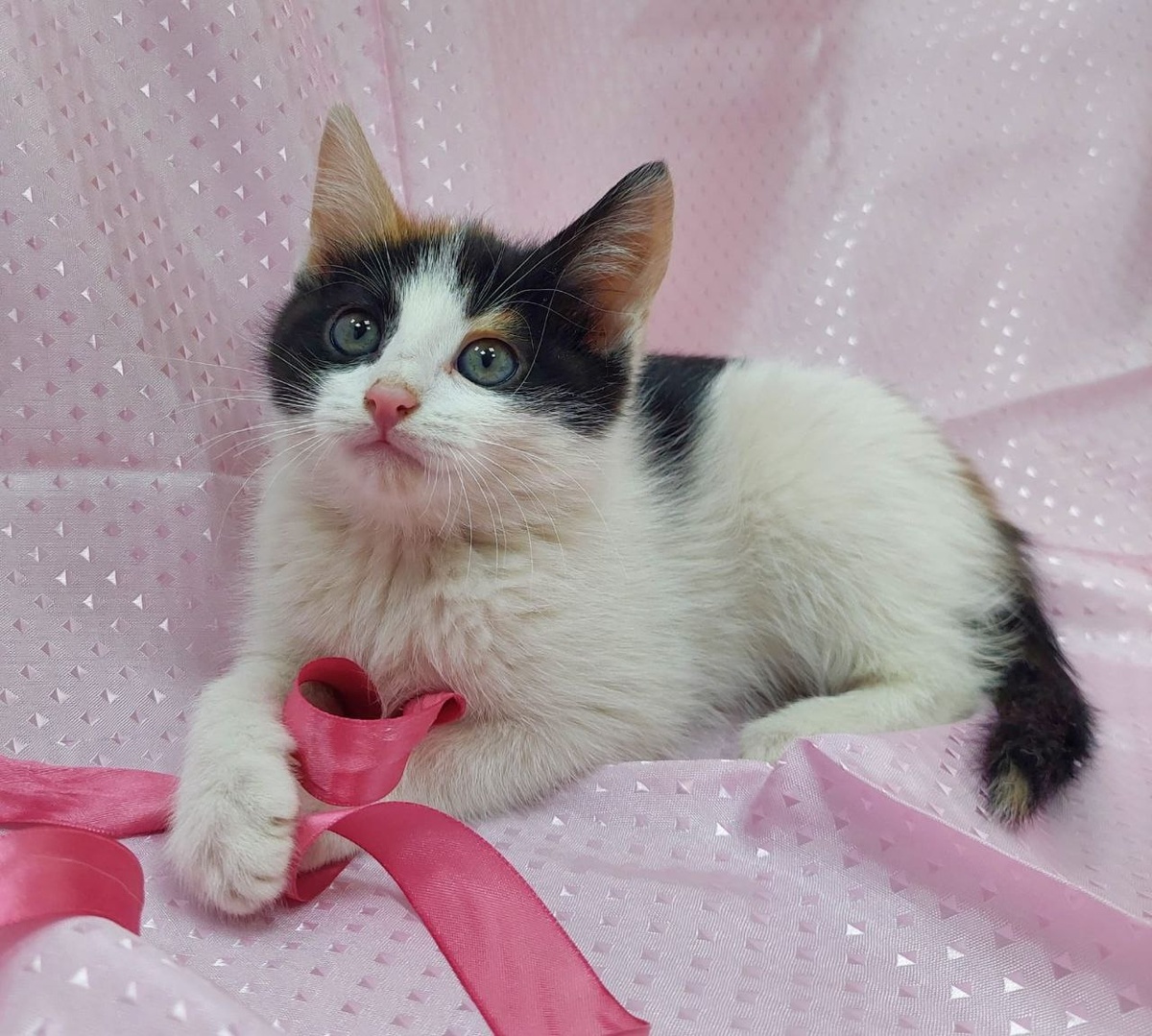 Наша Аделька