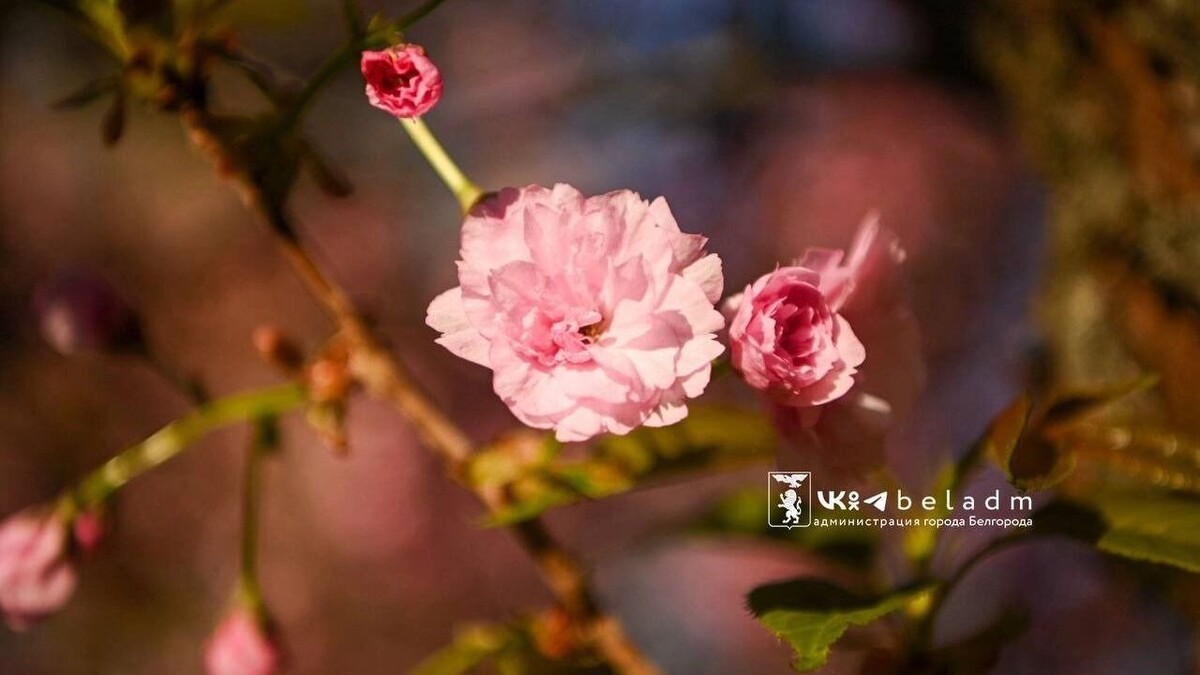     Источник: мэрия Белгорода