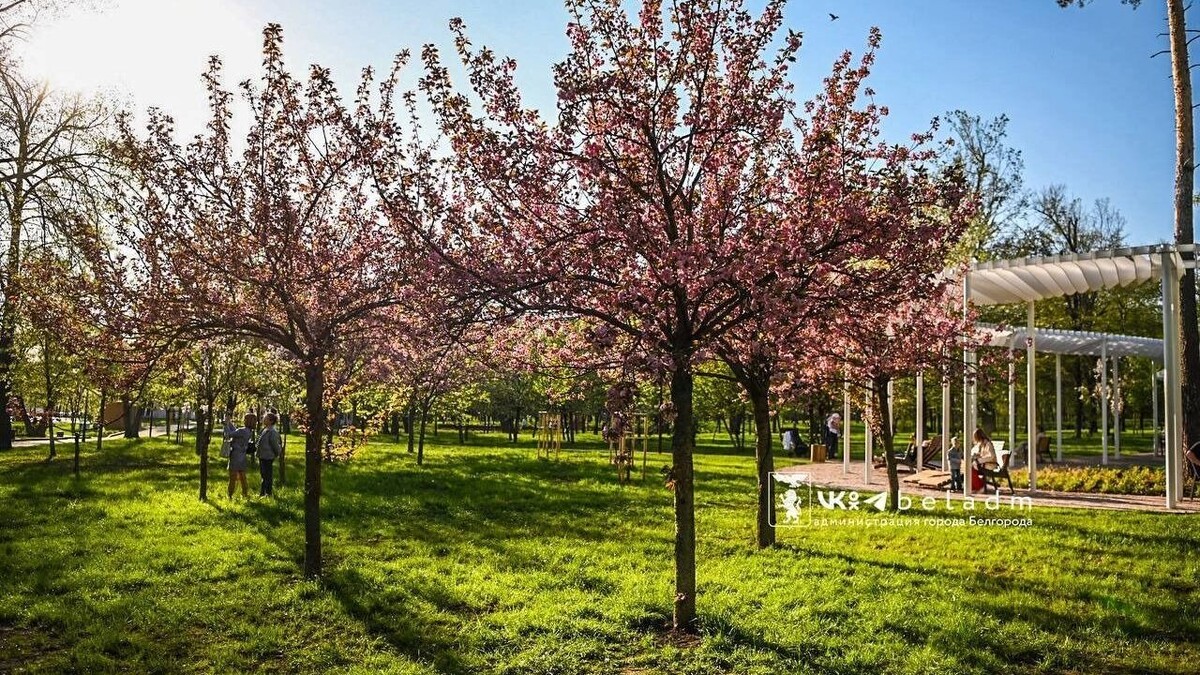     Источник: Мэрия Белгорода