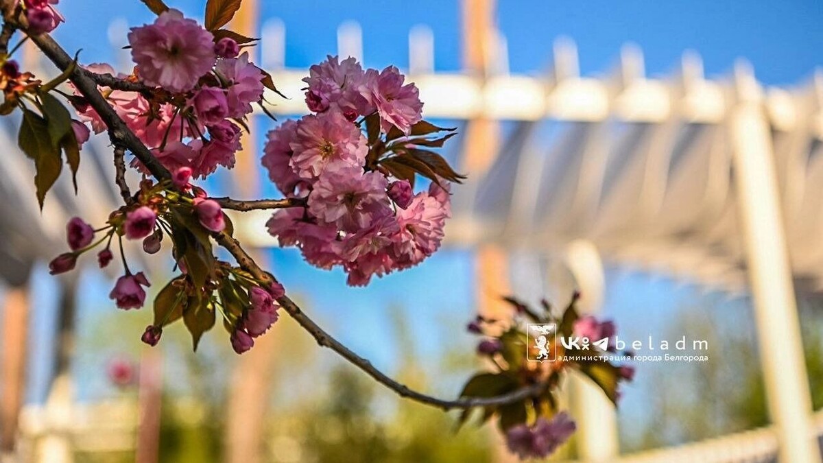     Источник: Мэрия Белгорода