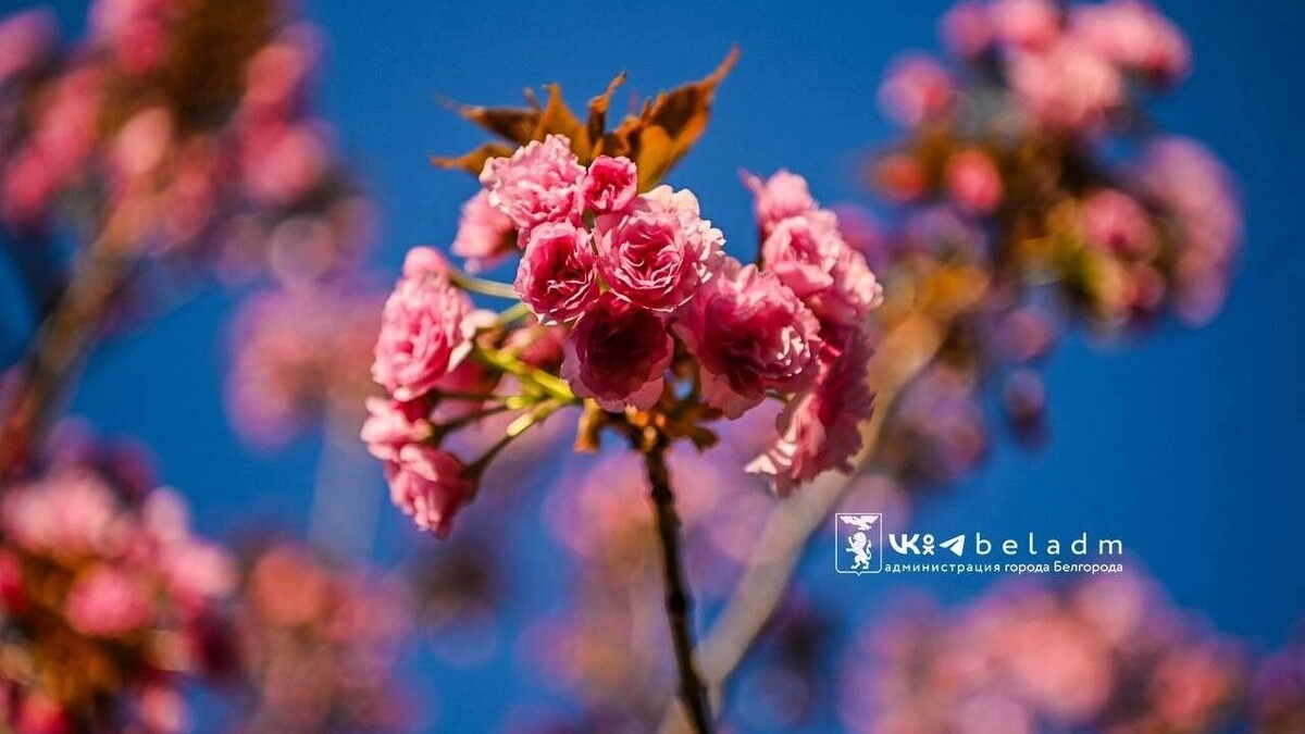     Источник: Мэрия Белгорода