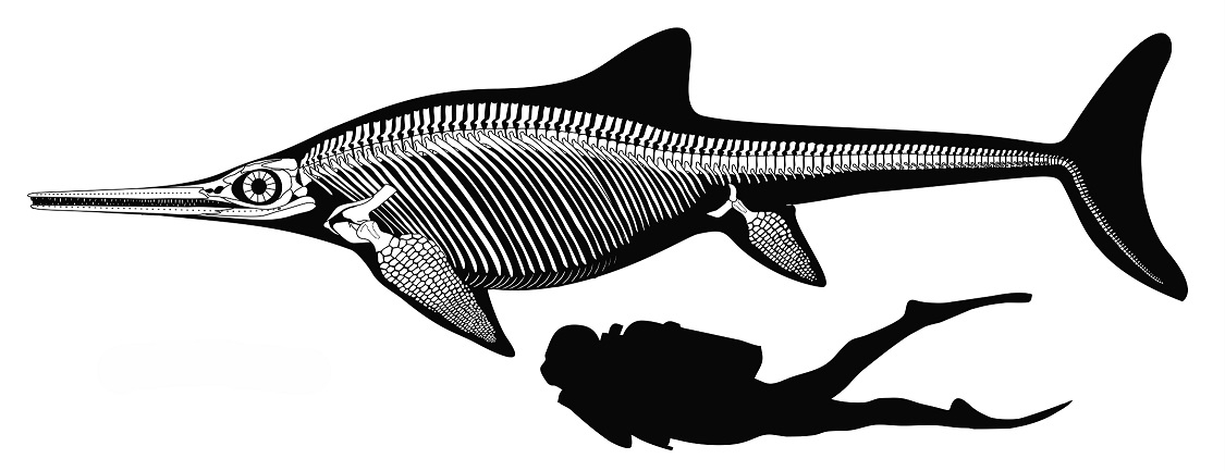 Прорисовка скелета ихтиозавра от Николая Зверькова