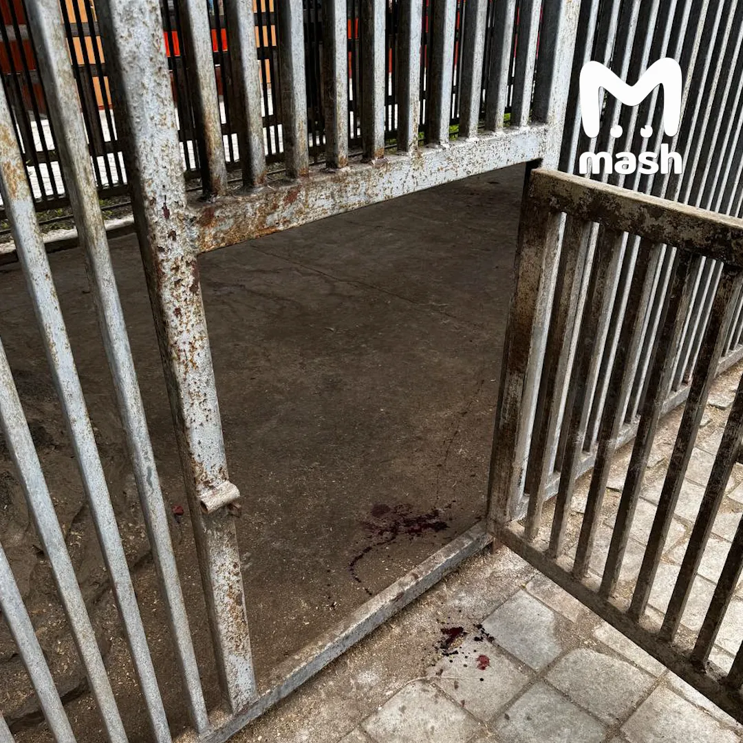 Фото © t.me/mash
