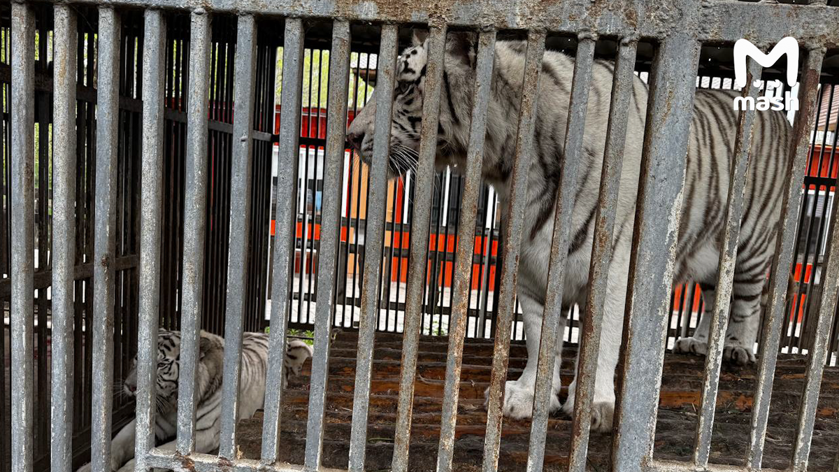 Фото © t.me/mash
