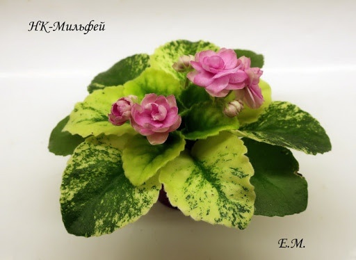 Все фото взяты с сайта https://mirfialki.ru/