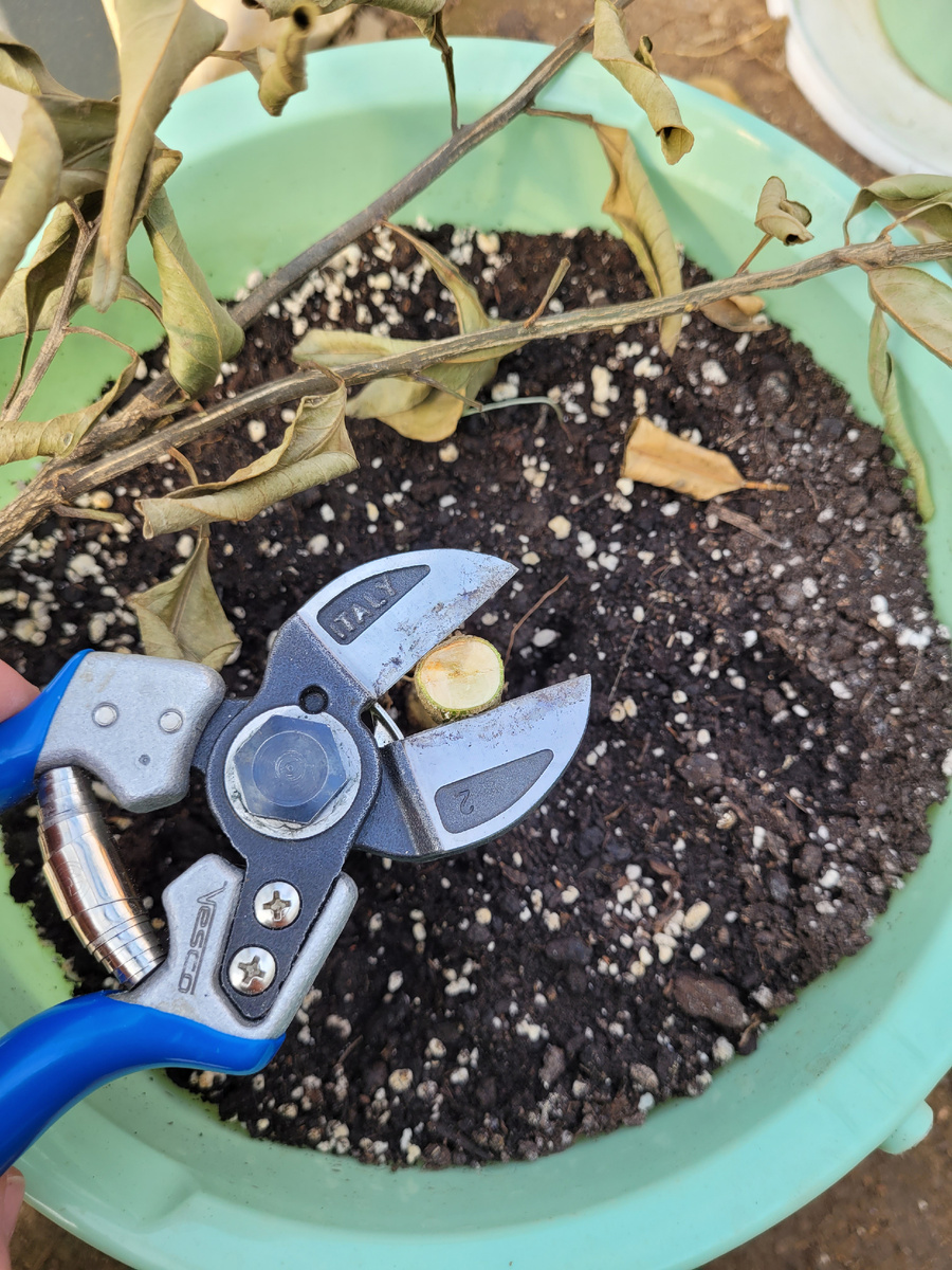 Отстригаю подвой до живой ткани