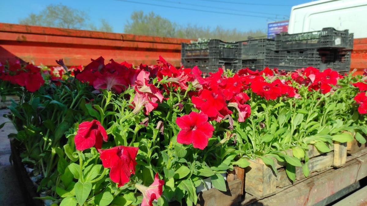     22 апреля в Оренбурге начали высаживать цветы Оренбуржье
📷    22 апреля в Оренбурге начали высаживать цветы Оренбуржье
