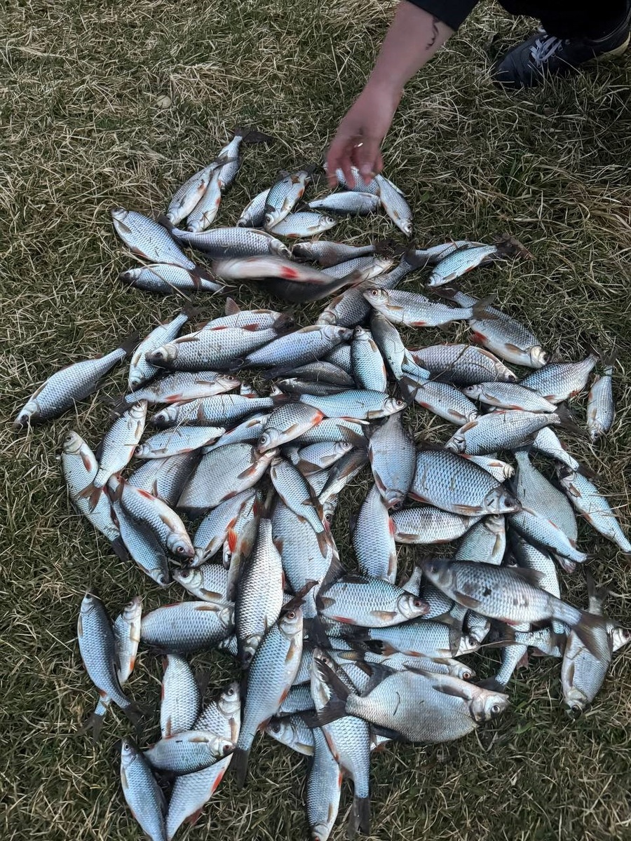 Борок 18.04.2025г.