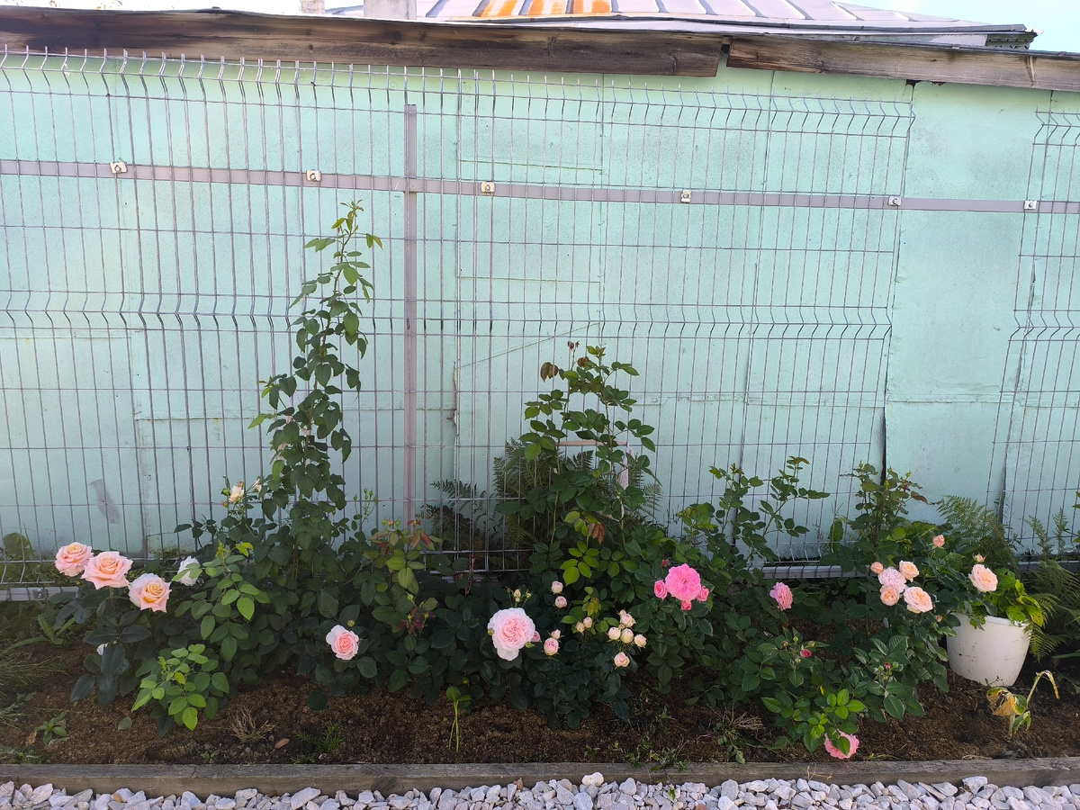 Первогодки пересаженные в июльскую жару.