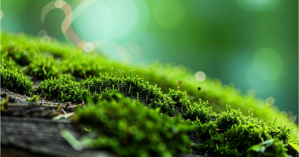 🌿 Живые обои из мха: Как превратить стену в лес без ремонта.