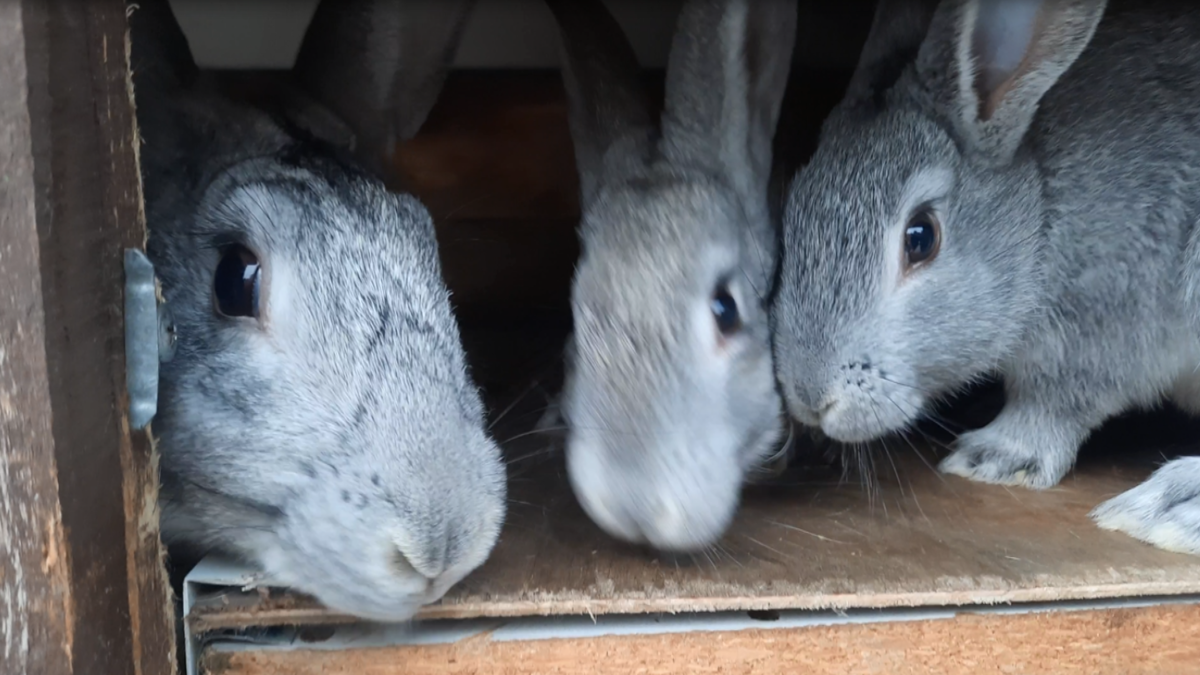 Порода кроликов Советская Шиншилла