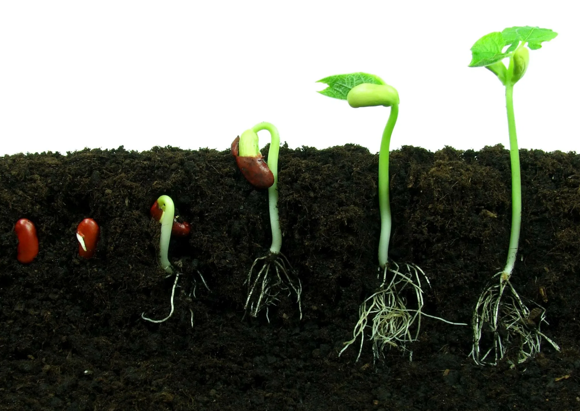 🔍 Ключевые слова: как быстро прорастить семена, народный способ проращивания, всходы за 2 дня, ускорение роста рассады, лайфхаки для огородников