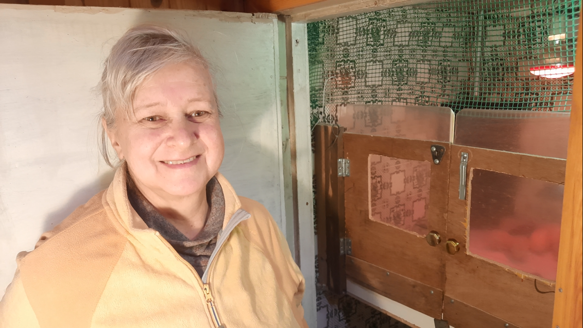 Простейший брудер в подсобном помещении