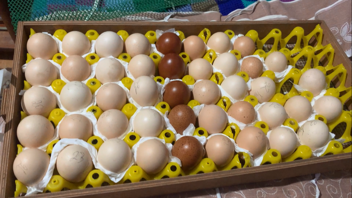 Обычная закладка инкубационного яйца