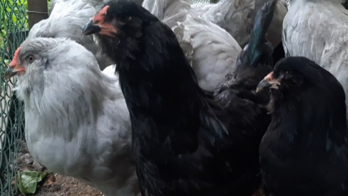 Куры породы Амераукана