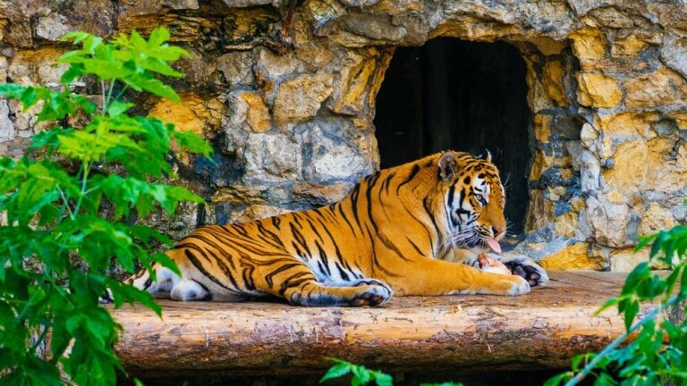    Фото: пресс-служба зоопарка/Агентство "Москва" Екатерина Шахнина