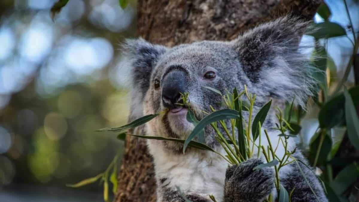    Коала лакомится листьями эвкалипта / © News Corp.