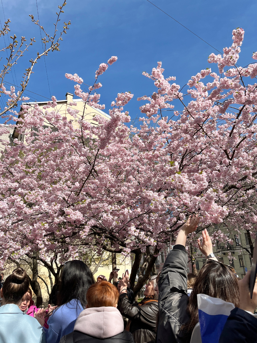 Цветение сакуры на Литейном