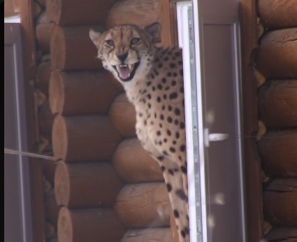    Фото: Новосибирский зоопарк