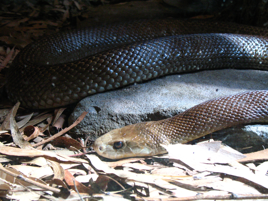 Прибрежный тайпан (Oxyuranus scutellatus)
