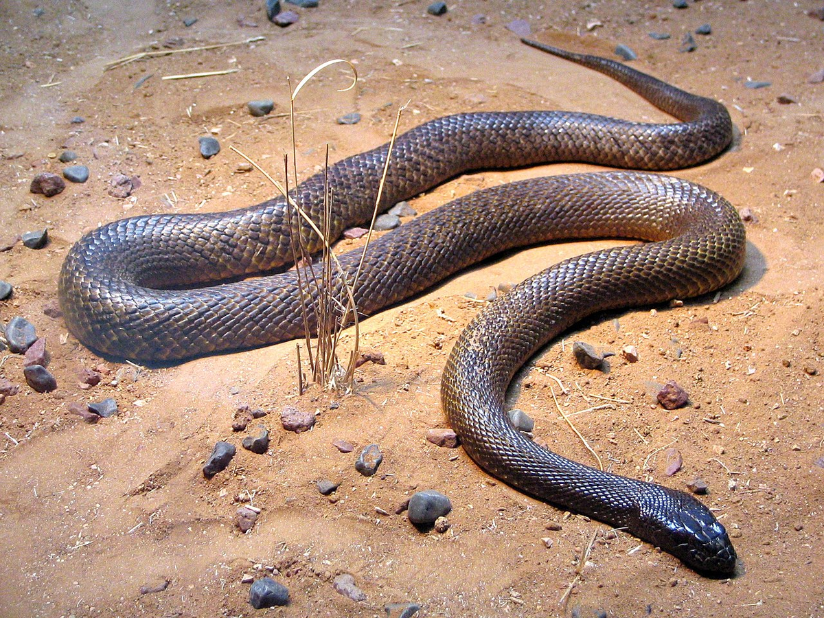 Тайпан Маккоя (Oxyuranus microlepidotus)
