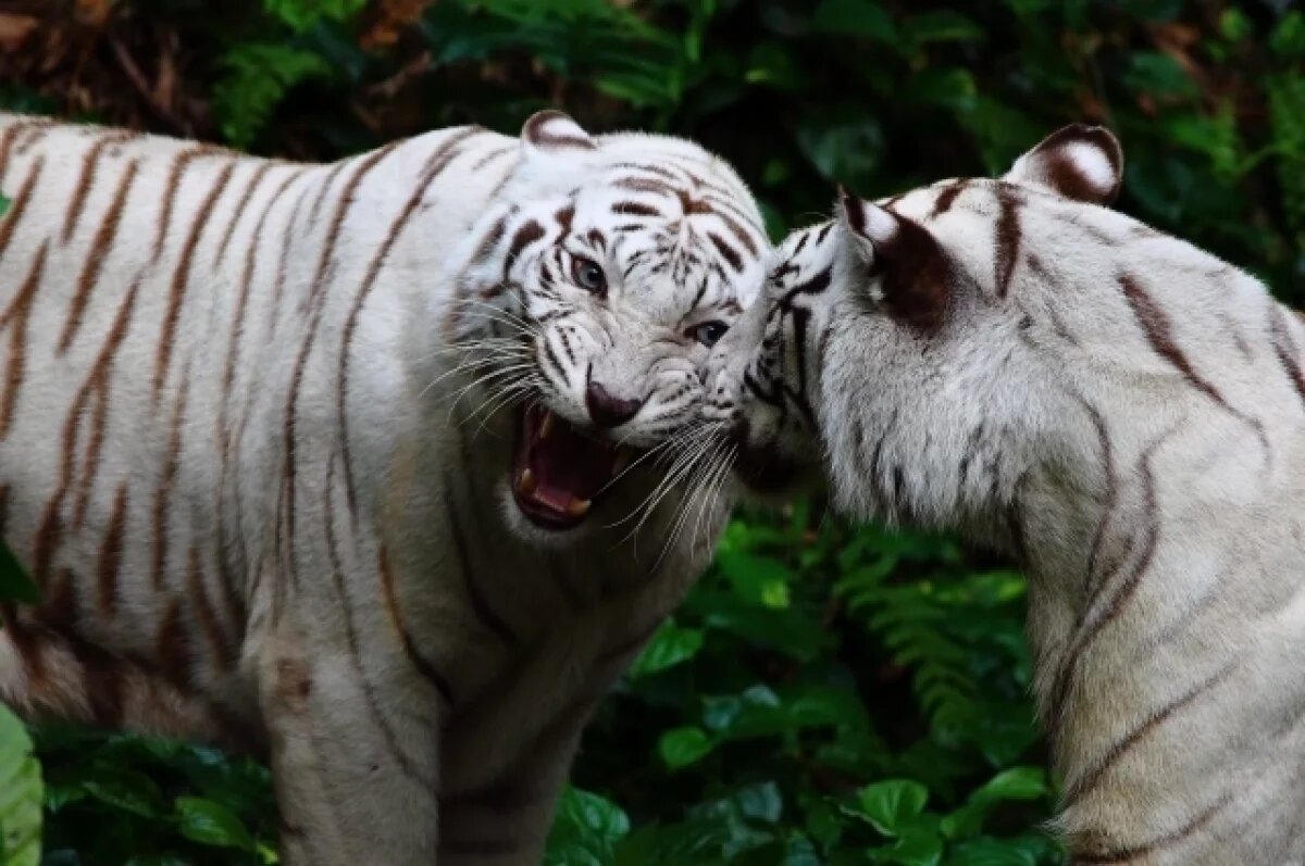    Запашный объяснил, почему тигр обглодал лицо работнику зоопарка Мариуполя