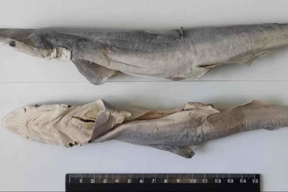    Новинка встревожила российских учёных. Они предупреждают, что за безобидной на вид «игрушкой» скрывается печальная реальность.