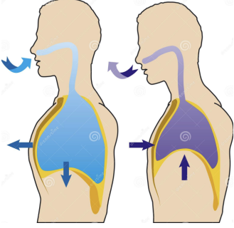 Работа диафрагмы