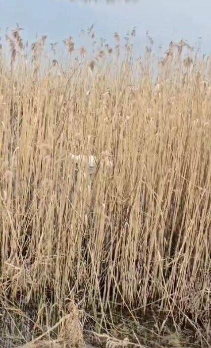 Фото: https://t.me/koshkispas/808