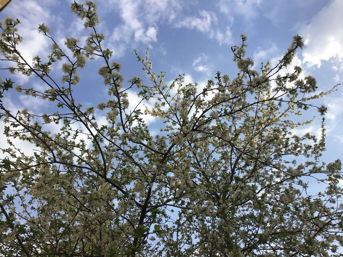 Самые главные слова психолога, которые помогут. Красивая картинка, которая поможет глазам расслабиться. Фото автора. 