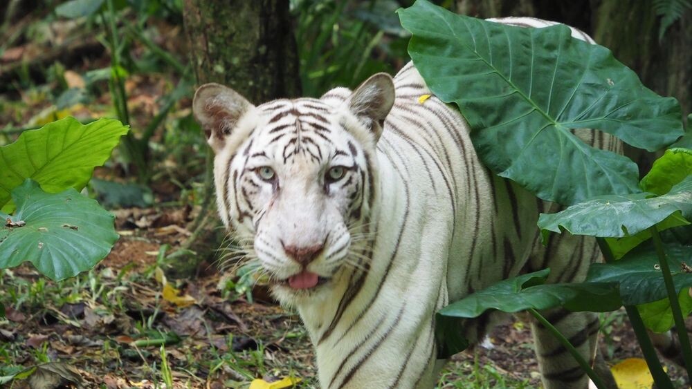    Фото: IZWAN IS/Shutterstock/Fotodom