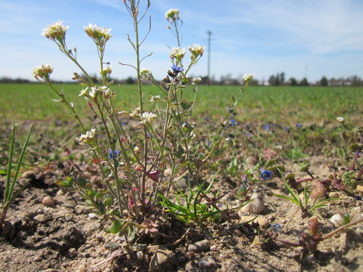 Ярутка полевая и Вероника трёхлистная. Фото: AnRo0002 / Wikimedia Commons