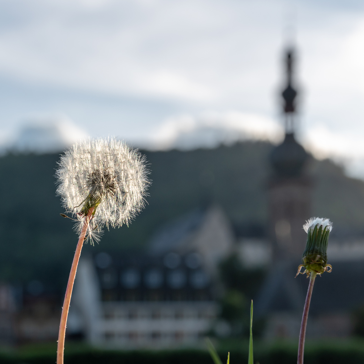 Одуванчик лекарственный (Taraxacum officinale). Фото: Moselle bank, Cochem, Rhineland-Palatinate / Wikimedia Commons