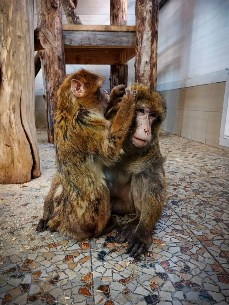    Любовь вспыхнула между двумя обезьянами в зоопарке КарелииКарельский Зоопарк / ВК