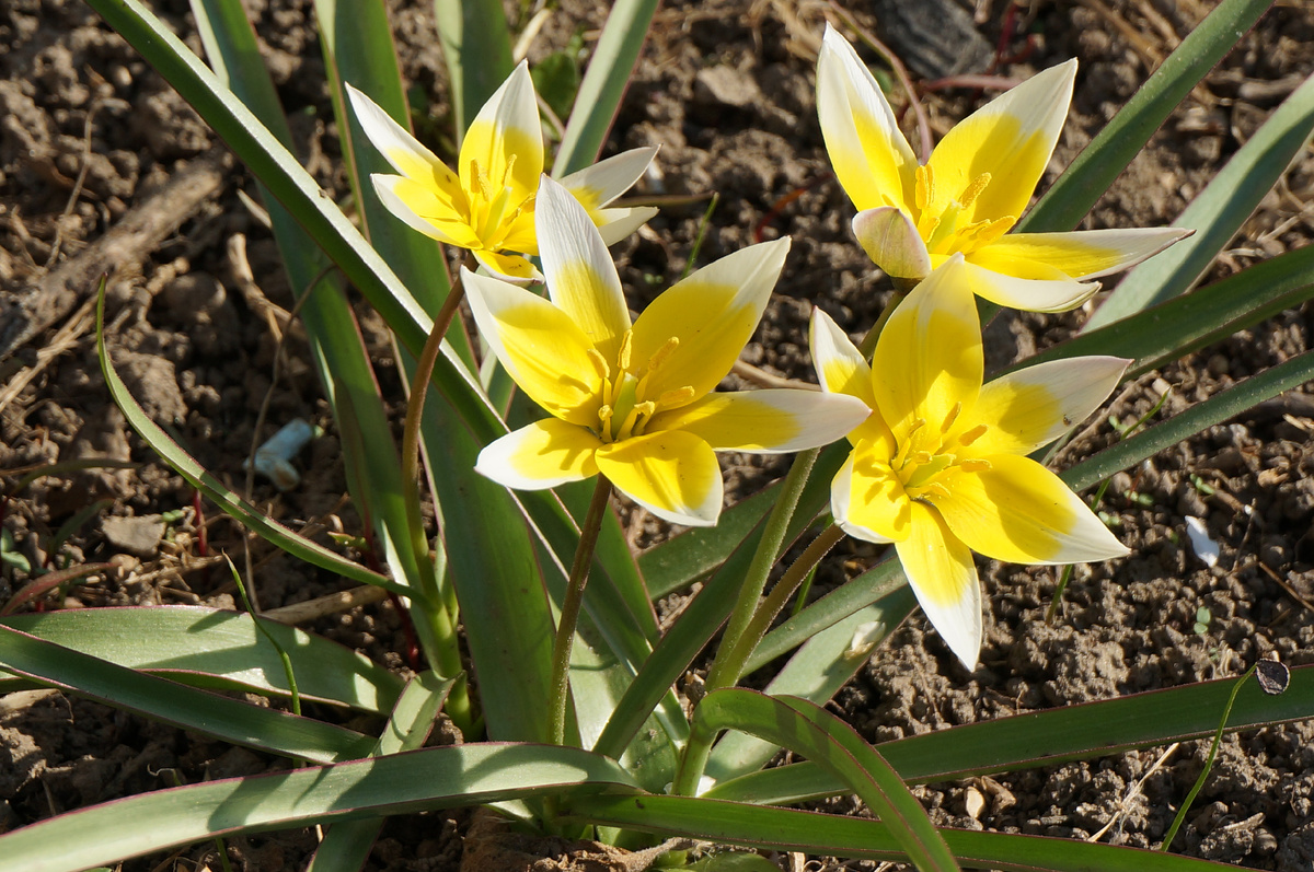 Букетный способ посадки тюльпанов. На фото  - ботанические тюльпаны (Tulipa tarda, syn. T. dasystemon) 2020 год. Фото: Зеленая леди, сад, семья и томатный сок