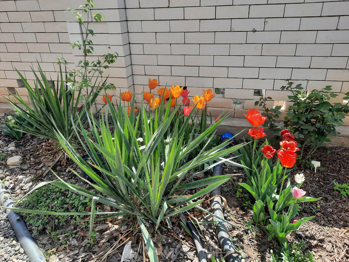 Здесь тюльпаны посажены монолентами. Такая посадка, как будто слова, вырванные из контекста, не добавляют картине цветущего сада, целостности. 2023 год. Фото: Зеленая леди, сад, семья и томатный сок