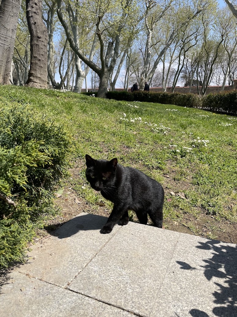 Котики Стамбула всегда гуляют сами по себе