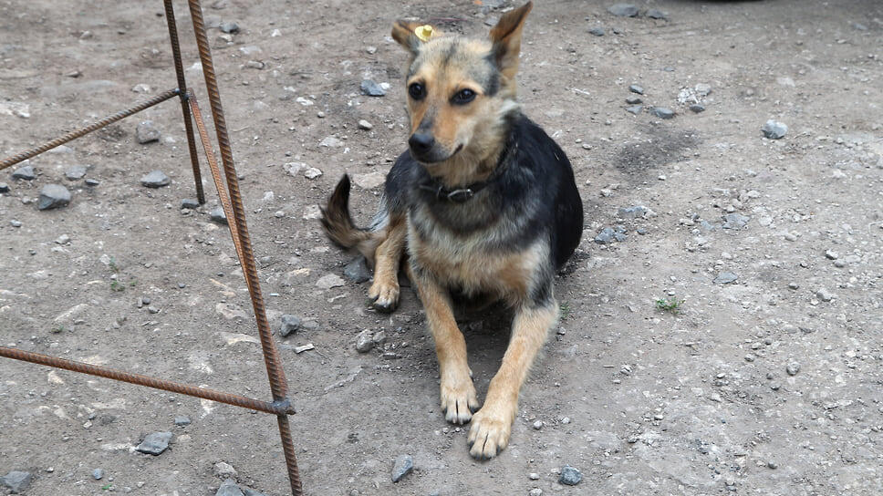 Фото: Юрий Стрелец / Коммерсантъ